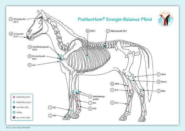 Bild zu Akupunktur Tafel. Engergie-Balance - Pferd von Layena Bassols Rheinfelder