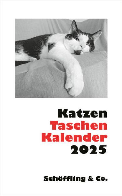 Bild von Katzen Taschenkalender 2025 von Julia Bachstein