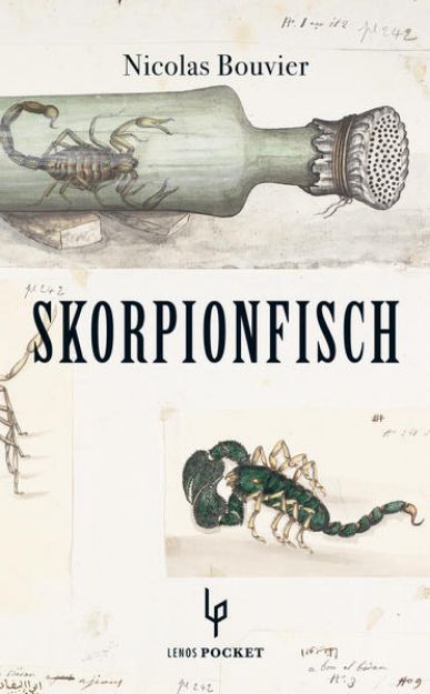 Bild von Skorpionfisch von Nicolas Bouvier